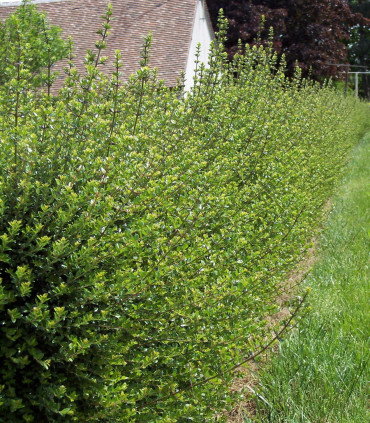 Lonicera Nitida