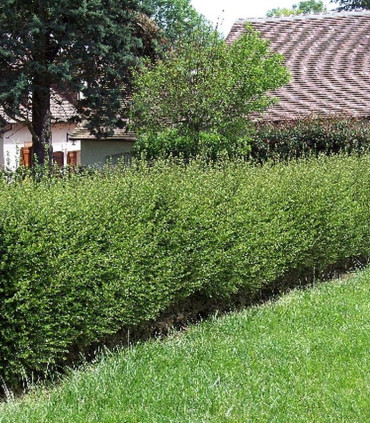 Lonicera Nitida
