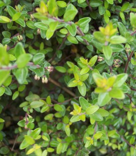 Lonicera Pileata