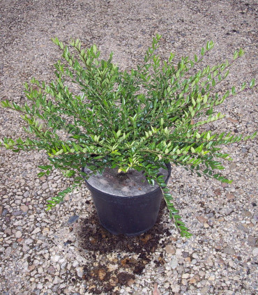 Lonicera Pileata