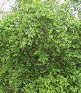 Lonicera Tatarica Hack'S Red / Chevrefeuille Arbustif Rouge