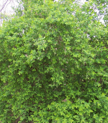 Lonicera Tatarica Hack'S Red / Chevrefeuille Arbustif Rouge