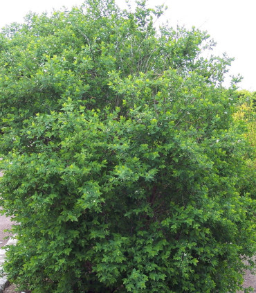 Lonicera Tatarica Hack'S Red / Chevrefeuille Arbustif Rouge