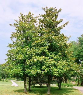 Magnolia Grandiflora Galissoniere