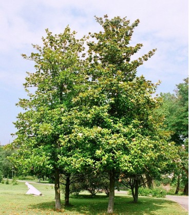 Magnolia Grandiflora Galissoniere