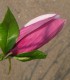 Magnolia Lilliflora Nigra