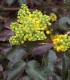 Mahonia Aquifolium