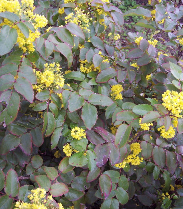 Mahonia Aquifolium