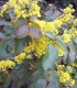 Mahonia Aquifolium