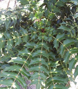 Mahonia Media Charity