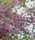 Malus Aldenhamensis / Pommier à fleurs Aldenhamensis