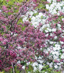 Malus Aldenhamensis / Pommier à fleurs Aldenhamensis