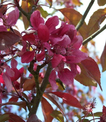 Malus Aldenhamensis / Pommier à fleurs Aldenhamensis