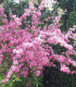 Malus Aldenhamensis / Pommier à fleurs Aldenhamensis