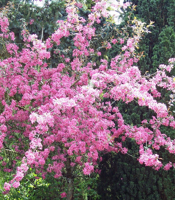 MALUS Aldenhamensis / POMMIER A FLEURS ALDENHAMENSIS