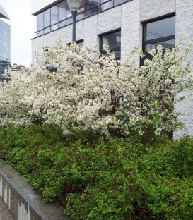 Malus Everest / Pommier à fleurs Everest