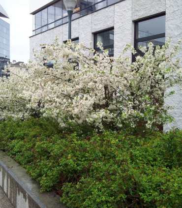 Malus Everest / Pommier à fleurs Everest