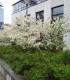 Malus Everest / Pommier à fleurs Everest