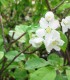 Malus Professeur Sprenger / Pommier à fleurs Professeur Sprenger