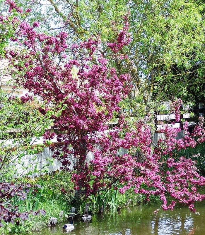 MALUS Profusion / POMMIER A FLEURS PROFUSION
