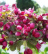 Malus Profusion / Pommier à fleurs Profusion