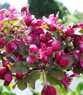 Malus Profusion / Pommier à fleurs Profusion