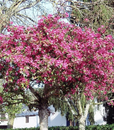 Malus Profusion / Pommier à fleurs Profusion