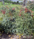 Nandina Domestica