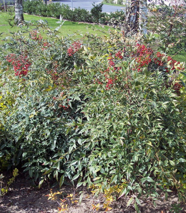 Nandina Domestica