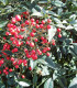 Nandina Domestica