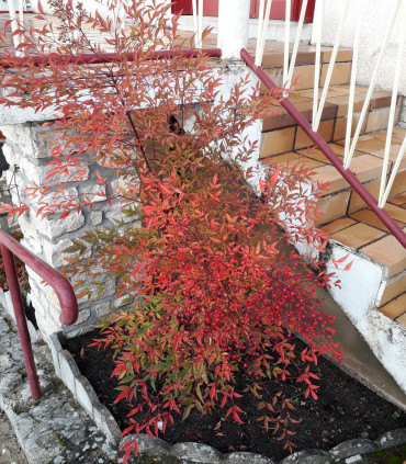 Nandina Domestica