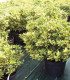Osmanthus Heterophyllus Goshiki / Osmanthus Heterophyllus Tricolor