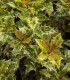 Osmanthus Heterophyllus Goshiki / Osmanthus Heterophyllus Tricolor