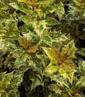 Osmanthus Heterophyllus Goshiki / Osmanthus Heterophyllus Tricolor