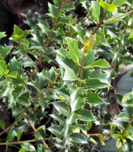 Osmanthus Heterophyllus (Vert)