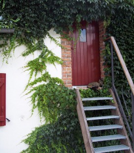 Parthenocissus Tricuspidata Veitchii / Vigne Vierge Veitchi Semis