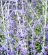 Perovskia Atriplicifolia Blue Spire