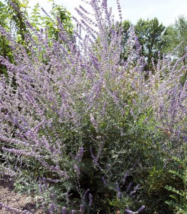 Perovskia Atriplicifolia Blue Spire