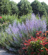 Perovskia Atriplicifolia Blue Spire