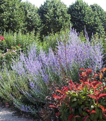 Perovskia Atriplicifolia Blue Spire