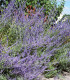 Perovskia Atriplicifolia Blue Spire