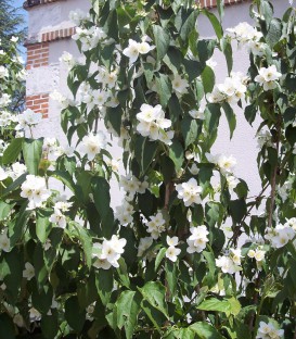 Philadelphus Coronarius / Seringat Coronarius