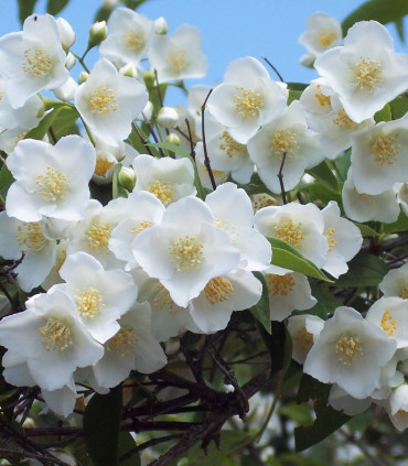 Philadelphus Coronarius / Seringat Coronarius