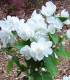 Philadelphus Virginal / Seringat Virginal