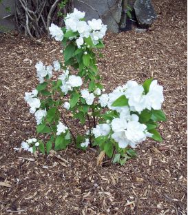 Philadelphus Virginal / Seringat Virginal
