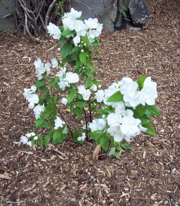 Philadelphus Virginal / Seringat Virginal