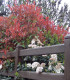 Photinia Fraseri Red Robin