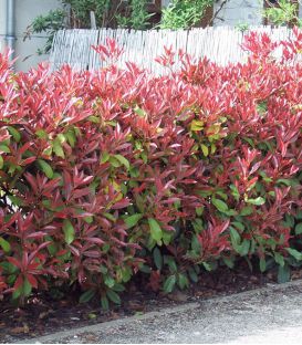 Photinia Fraseri Red Robin
