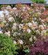 Photinia Fraseri Red Robin
