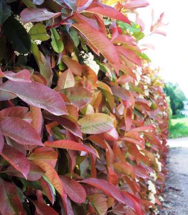 Photinia Fraseri Red Robin